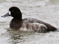 Greater Scaup